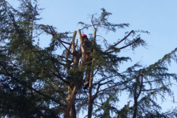 élagage arbre chevreuse