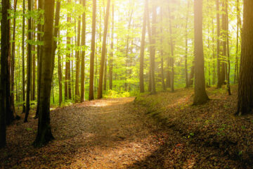 journée de la forêt